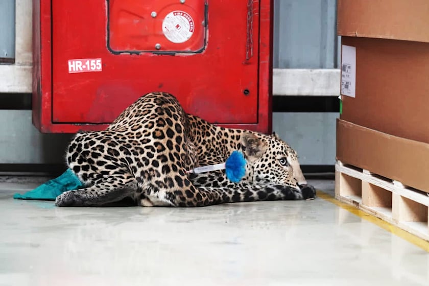 leopard