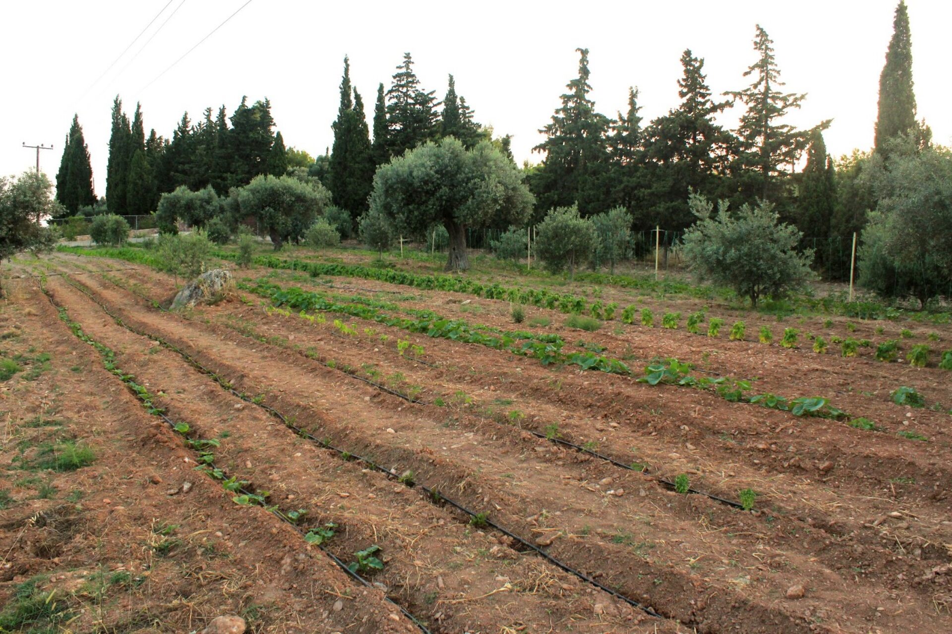 prodeals.gr