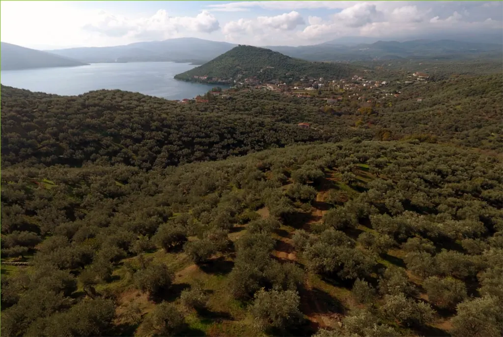 ελαιόλαδο