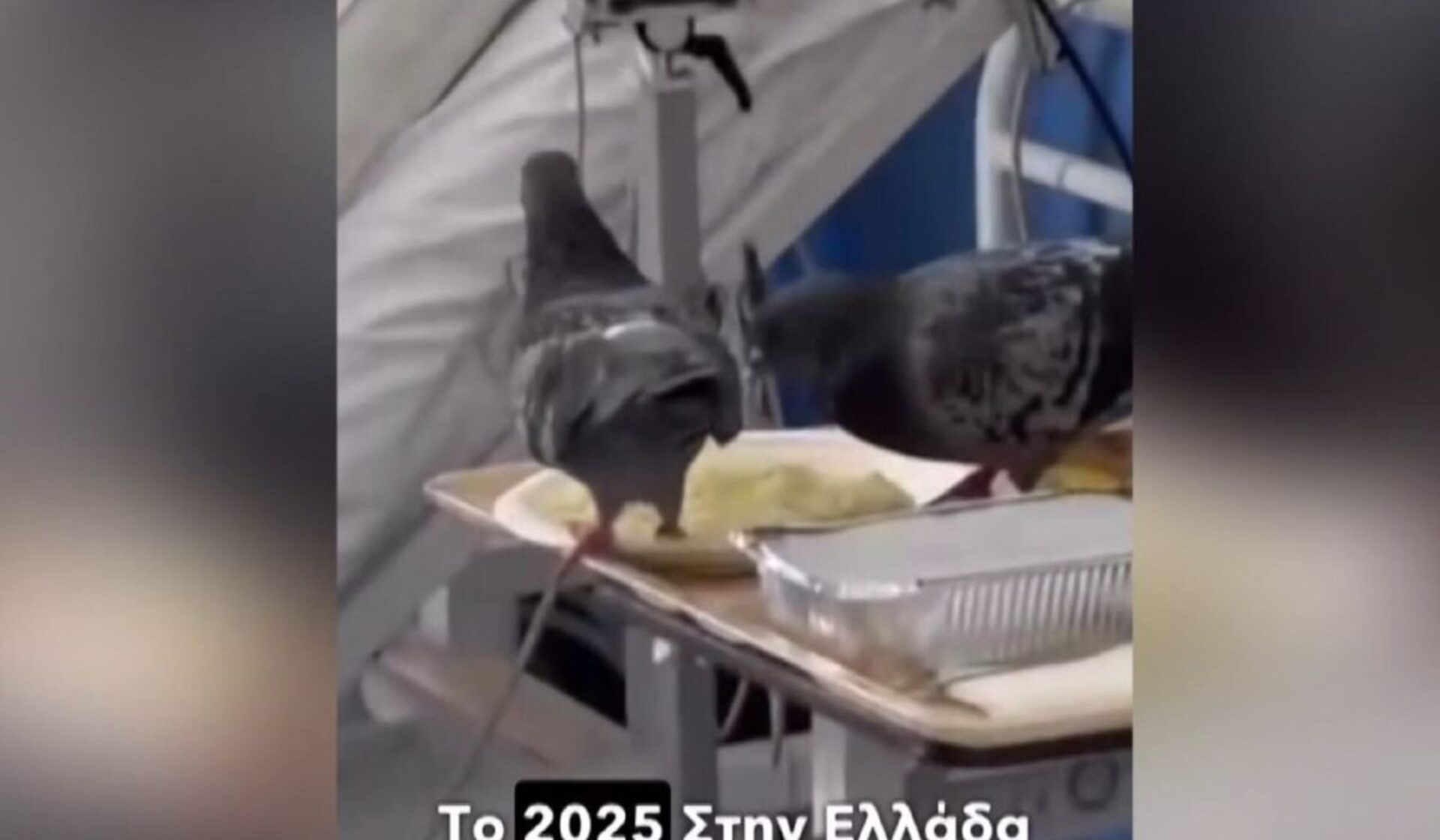 Βίντεο ντοκουμέντο: Περιστέρι τρώει… το φαγητό ασθενή μέσα στον «Ερυθρό Σταυρό»