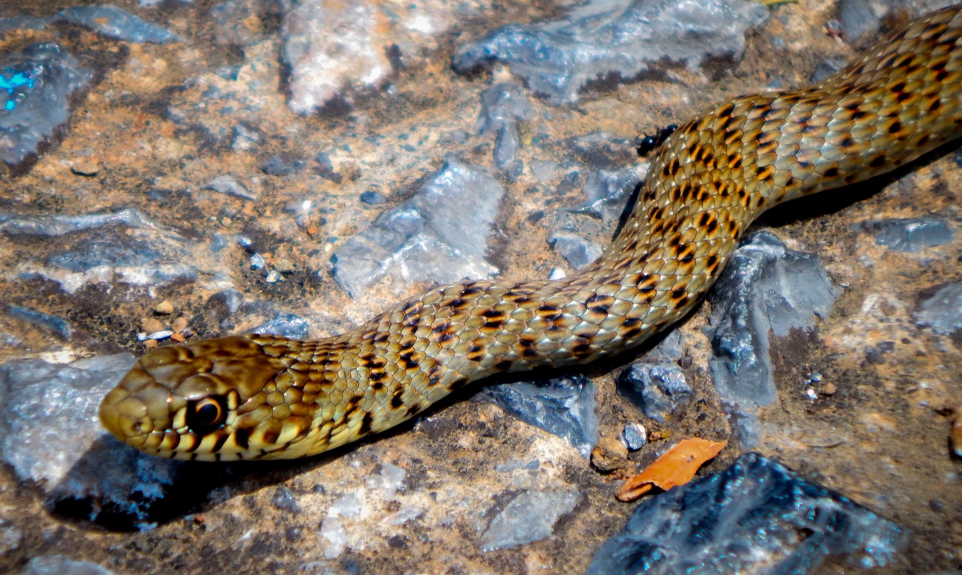 Λαχτάρα στην Καστοριά: Ζούσε στην αποχέτευσή του φίδι δυο μέτρων!
