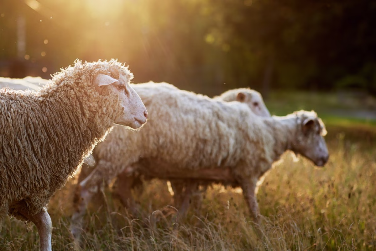 &tau;&rho;ό&phi;&iota;&mu;&alpha;